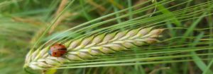 Coccinella su spiga di grano